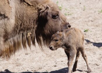 Pomóż wybrać imię dla żubrzątka – drugi etap konkursu