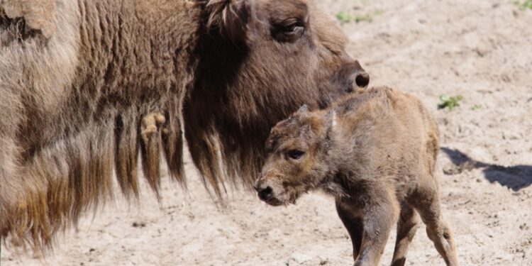 Pomóż wybrać imię dla żubrzątka – drugi etap konkursu