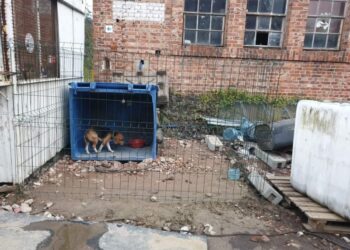 Na terenie jednej ze szczecińskich firm w skandalicznych warunkach przetrzymywano małego pieska