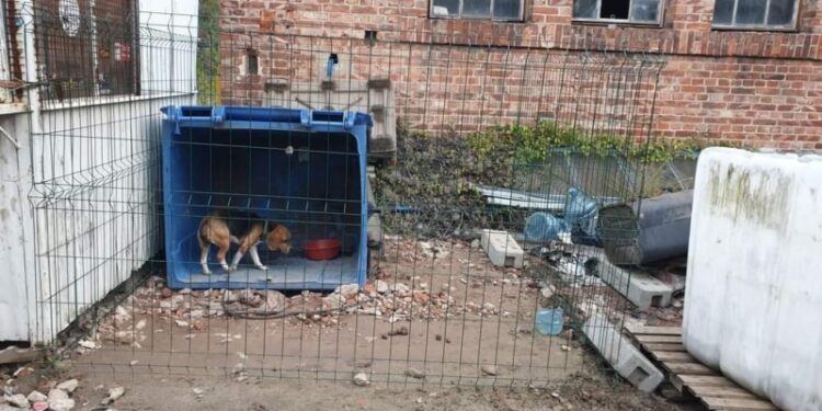 Na terenie jednej ze szczecińskich firm w skandalicznych warunkach przetrzymywano małego pieska