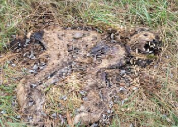 Kolejny ryś zastrzelony w regionie. „Ktoś zabija z premedytacją”