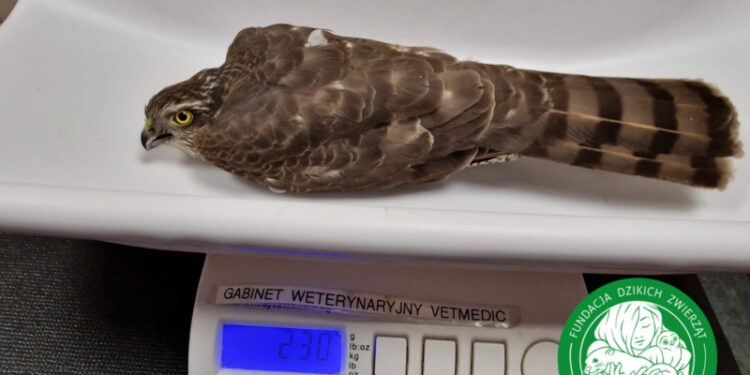 Zderzenie krogulca z Hanza Tower – w nocy ratowała go bohaterska kobieta