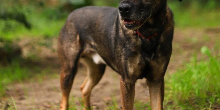 Ostry, Lord, Kambuś i wiele innych. Podopieczni szczecińskiego schroniska czekają na nowy dom