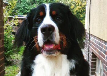 Szczecin: Na Pogodnie umierają zwierzęta. Właściciel otrutego psa szuka sprawcy