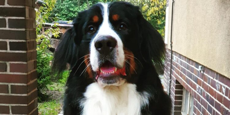 Szczecin: Na Pogodnie umierają zwierzęta. Właściciel otrutego psa szuka sprawcy