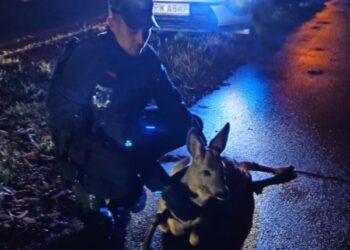 Stargard: Policjanci ratują potrąconą sarnę