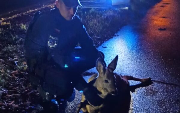 Stargard: Policjanci ratują potrąconą sarnę