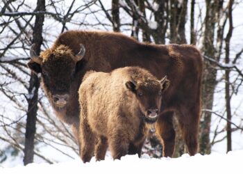 Coraz mniej żubrów na Pomorzu Zachodnim. W 2022 roku zginęły aż 24 z nich!