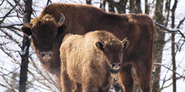 Coraz mniej żubrów na Pomorzu Zachodnim. W 2022 roku zginęły aż 24 z nich!