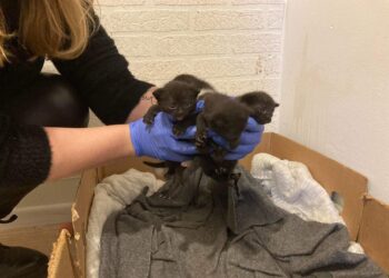 Szczecin: Wyprowadzili się z mieszkania i zostawili w nim… 15 kotów!