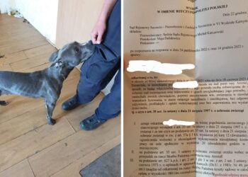 Szczecin: Pies żył zamknięty w pokoju pełnym odchodów i wymiocin. Właścicielka usłyszała wyrok