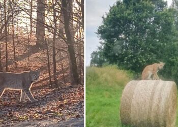 Nowy ryś pojawił się w Nadleśnictwie Świdwin! [ZDJĘCIA]