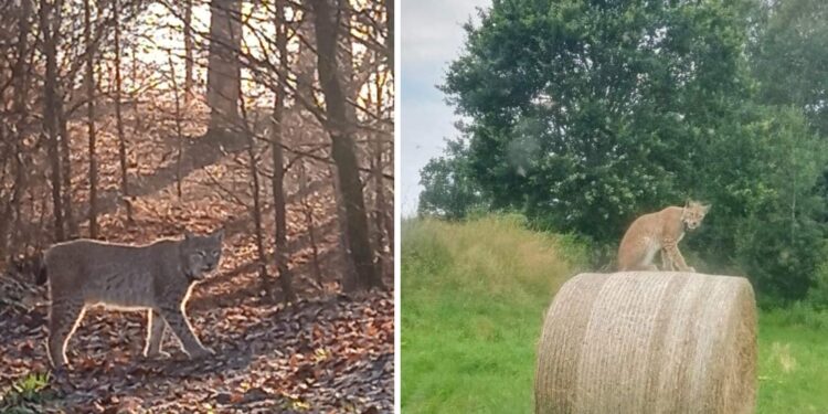 Nowy ryś pojawił się w Nadleśnictwie Świdwin! [ZDJĘCIA]