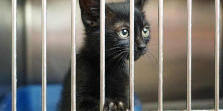 Ogrzewanie podłogowe i klimatyzacja. Nowoczesne schronisko na ul. Południowej już w styczniu przyjmie pierwsze psy i koty