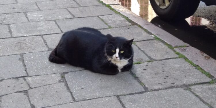 Gacka odwiedzają turyści z całego świata. Koci król z ul. Kaszubskiej największą atrakcją Szczecina!