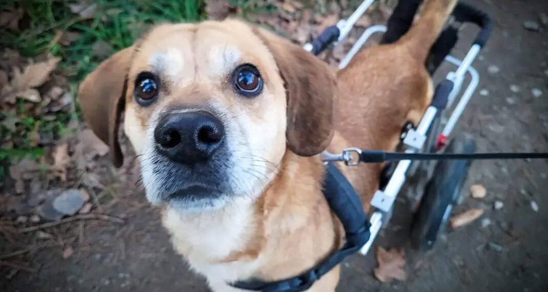 Hades uniknął najgorszego. Teraz niepełnosprawny pies szuka kochającego domu