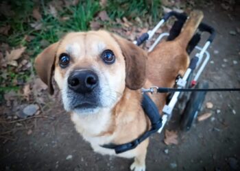 Hades uniknął najgorszego. Teraz niepełnosprawny pies szuka kochającego domu