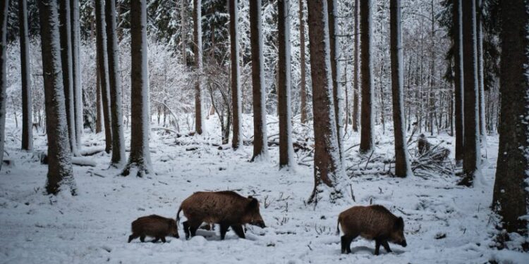 Szczecin: W 2022 zdecydowanie mniej odstrzałów dzików niż w 2021. Odpowiedź na interpelację radnego Mateckiego