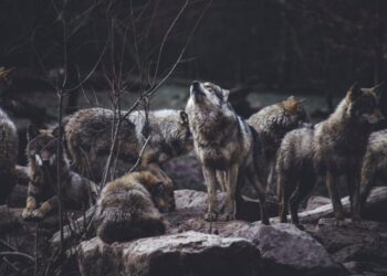 Agresywna wataha wilków grasuje w powiecie kamieńskim? Makabryczne odkrycie hodowcy danieli