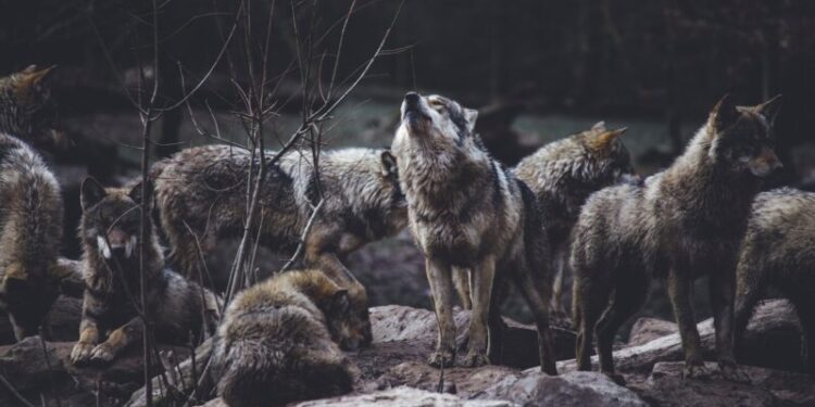 Agresywna wataha wilków grasuje w powiecie kamieńskim? Makabryczne odkrycie hodowcy danieli