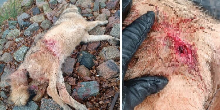 Zachodniopomorskie: Ktoś śmiertelnie postrzelił wilka! Sprawą zajmuje się policja