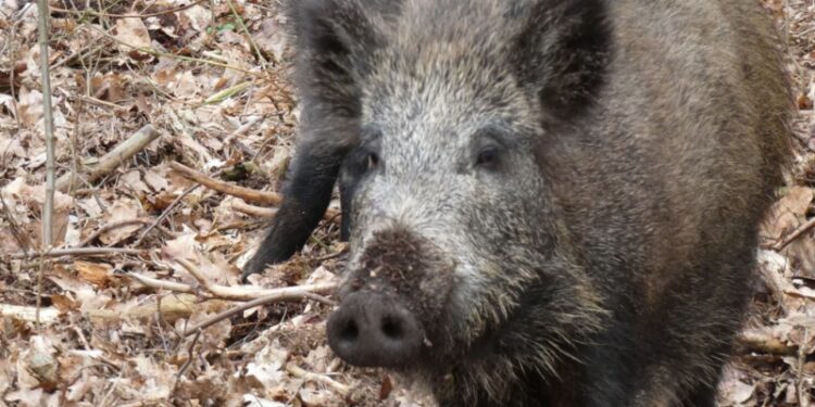 Coraz agresywniejsze dziki w Pilchowie. Mieszkańcy boją się o bezpieczeństwo swoich dzieci