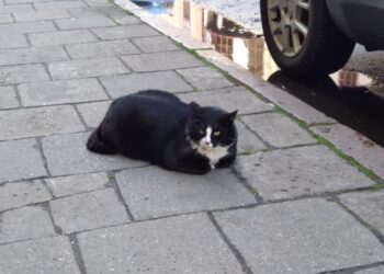 Kot Gacek zniknął z ulicy Kaszubskiej. Zwierzak przechodzi kurację odchudzającą