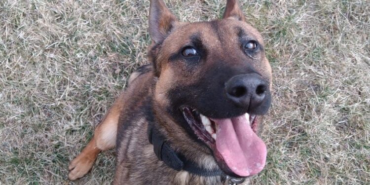 Wypadł autem z drogi i uciekł przed policjantami do lasu. Wytropił go Magister