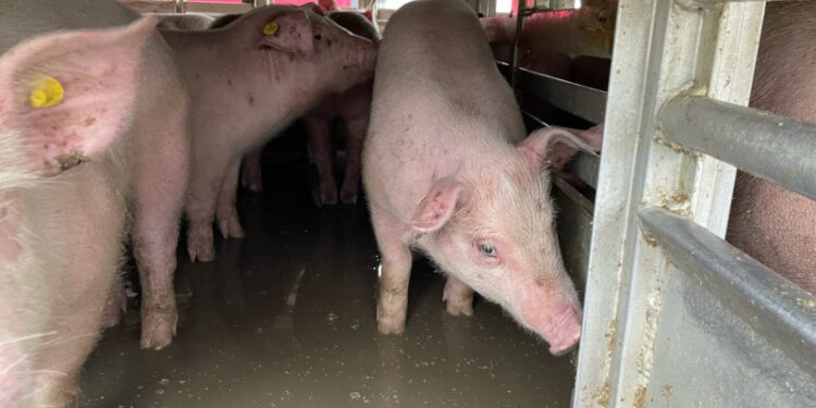 Przewozili świnie w skandalicznych warunkach – zajmie się nimi sąd