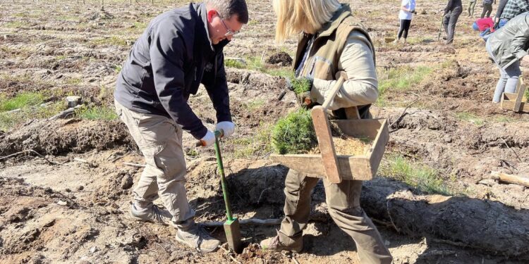 Kolejny „Las Papieski” powstał dzięki współpracy leśników, polityków i mieszkańców