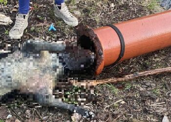 To był wstrząsający widok. Ktoś zabił psa w okrutny sposób