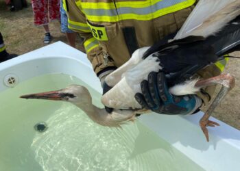 Strażacy z Bierzwnika uratowali uwięzionego bociana