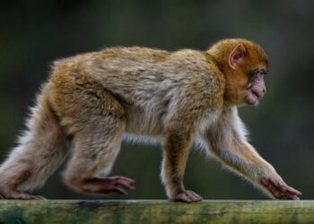 Szczecin: Małpa zaginęła w betonowej dżungli, poszukiwania trwają