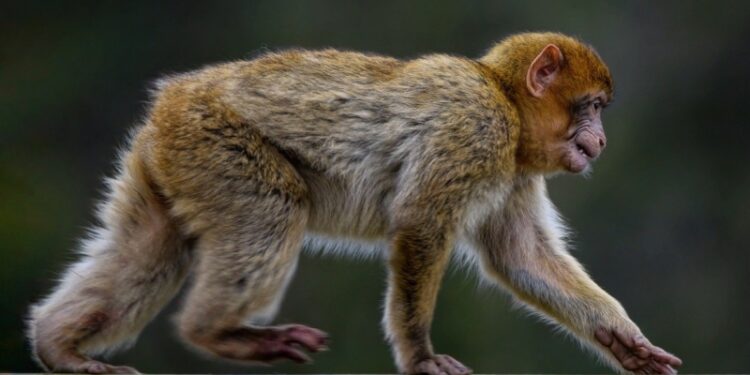 Szczecin: Małpa zaginęła w betonowej dżungli, poszukiwania trwają