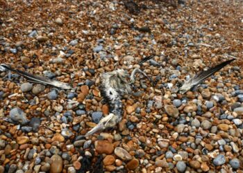 Martwe mewy na jeziorze Dąbie. Wyznaczono strefy objęte zakażeniem wysoce zjadliwą grypą HPAI