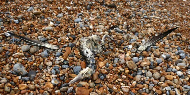 Martwe mewy na jeziorze Dąbie. Wyznaczono strefy objęte zakażeniem wysoce zjadliwą grypą HPAI