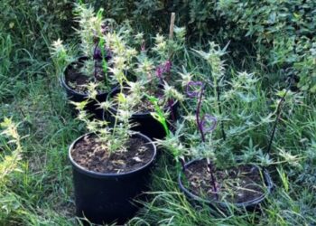 Biały Bór: Funkcjonariusze ujawnili nielegalną uprawę konopi indyjskich