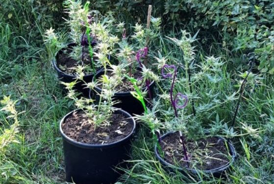 Biały Bór: Funkcjonariusze ujawnili nielegalną uprawę konopi indyjskich