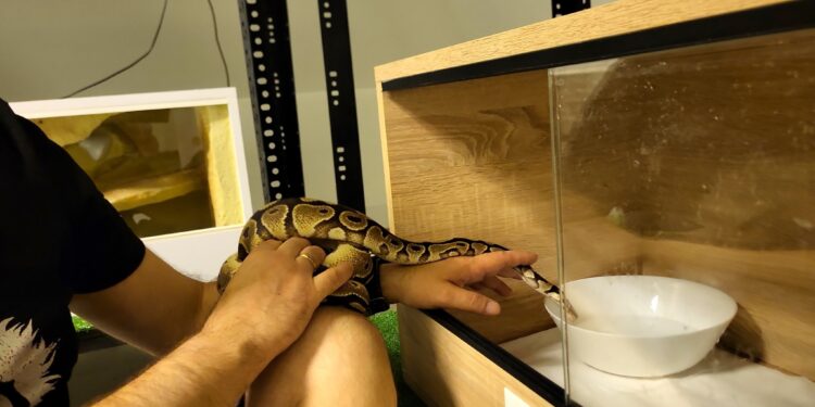 Szczecin: Pyton „włamał się” do mieszkania. Musiała interweniować policja