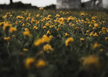 Szczecin: Kwiaty z miejskich rabatek za darmo dla mieszkańców