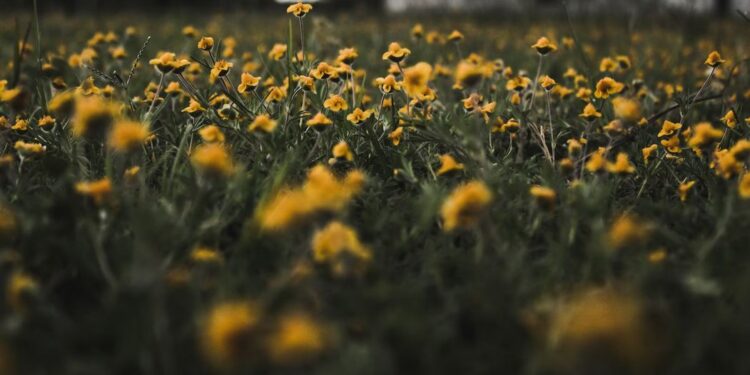 Szczecin: Kwiaty z miejskich rabatek za darmo dla mieszkańców