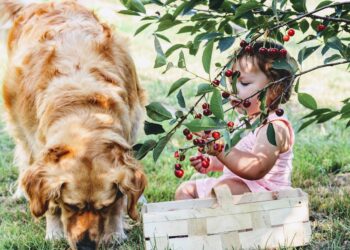Sąd bada sprawę dziewczynki sprzedającej wiśnie – absurdalna interwencja sanepidu