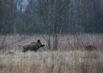 Będą odławiać dziki na terenie Stargardu