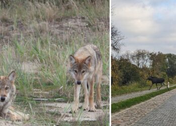 Łoś, wilki i inne okazy Międzyodrza. Czy Dolina Dolnej Odry stanie się parkiem narodowym?
