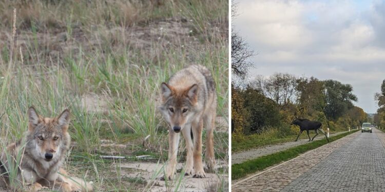 Łoś, wilki i inne okazy Międzyodrza. Czy Dolina Dolnej Odry stanie się parkiem narodowym?