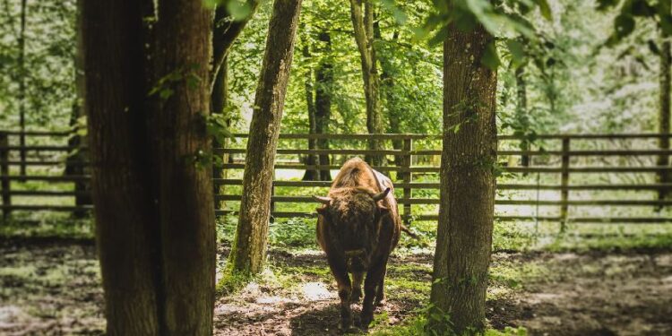Rozstrzygnięto konkurs Wolińskiego Parku Narodowego. Internauci wybrali imię dla małego żubra