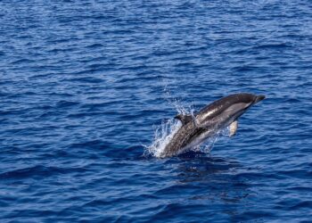 Delfin na Bałtyku zauważony przez żeglarzy