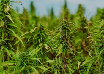 Miał w domu 10 kg marihuany, 19-latek w rękach Policji