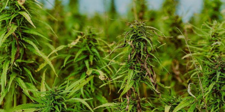 Miał w domu 10 kg marihuany, 19-latek w rękach Policji