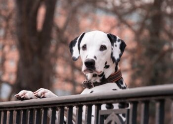 Byłe schronisko dla zwierząt pójdzie do rozbiórki?